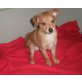 Mischling Rüde, pinscher+zwerg spitz Welpen - Rüde