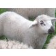 Mischling Texel - männlich