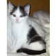Mischling von Perser-Mischling - Kater