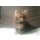 Mischlinge - Kater