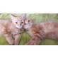 Mischlinge - Kater
