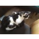 Mischlinge - Kater