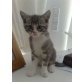 ***, Mischlinge - Katze