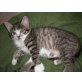 Mischlinge - Katze