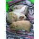 Mischlinge aus Glatthaar und Teddy - weiblich