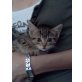 Mischlingen - Kater