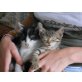 Mischlingen - Kater