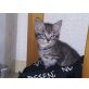 Mischlingstiger - Kater