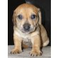 Mischlingswelpen, Terrier-Dackel Welpen - Hündin