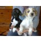 Mischlingswelpen, Typ Jackrussel, Dackel, Spi Welpen - Rüde