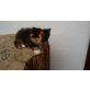 Mischou, Perser / Hauskatze - Katze