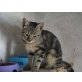 Misha, Europäische Kurzhaarkatze - Kater