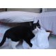Misha, Europäische Kurzhaarkatze - Katze