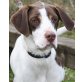 Mishca, Pointer-Mix - Hündin