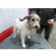 Misi, Drahthaar-Foxterrier - Rüde