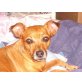 Miska, Rehpinscher/Zwergpinscher - Hündin
