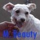 Miss Beauty, Malteser-Mix - Hündin
