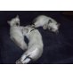 Miss Black, Miss Silver und Miss Gold, Thai-Siam-Mix - Katze