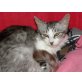 Miss, EKH-Halblanghaarmix - Katze