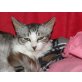 Miss, EKH-Langhaarmix - Katze
