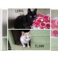 Miss Luna & Flinn, Mischlinge - Kater