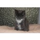 Miss Marpel, Maine Coon - Katze