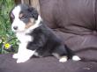 Miss Pepponita, Australian Shepherd Dog Welpen - Hündin