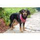Miss Pookie, Spaniel-Mix - Hündin