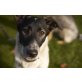 Miss Pünktchen, Terrier-Mix - Hündin