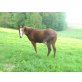 Miss Smoke King Leo, Quarter Horse - Stute
