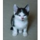 Miss Sophie und ihre 5 Babys, EKH - Kater