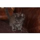 Miss You, Maine Coon - Katze