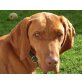 Missi, Magyar Vizsla - Hündin
