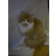 Missi, Perser - Katze
