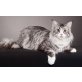 Missie, Maine Coon - Katze