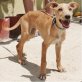 Missy, Galgo-Mix - Hündin