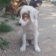 Missy, Mischling Welpen - Hündin
