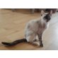 Missy, Siam - Katze