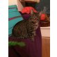 Mister Cat, sucht neuen Wirkungskreis - Kater