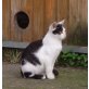 Mister Cool, Verschenke kleinen frechen Kater! - Kater