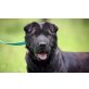 Mister Fibie, Shar-Pei /Labrador Mischung - Rüde
