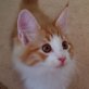 Mister, Norwegische Waldkatze - Kater
