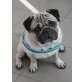 Mister Stringer, Mops - Rüde