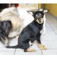 Mister T, Pflegestelle NÖ / Nähe Wien  Welpen - Rüde