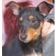Mister ' T ', Pflegestelle NÖ / Nähe Wien  Welpen - Rüde