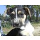 Misty, sucht ein neues Zuhause - Hündin
