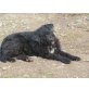 Mita - kinderlieb,freundl,bissel vorsichtig,, keine Katzen - Mischling - Rüde