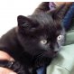 Mito, schwarz - Kater