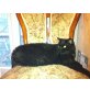 Mitzi, Europäische Kurzhaarkatze - Katze