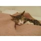 Mivo , Hauskatze  - Kater